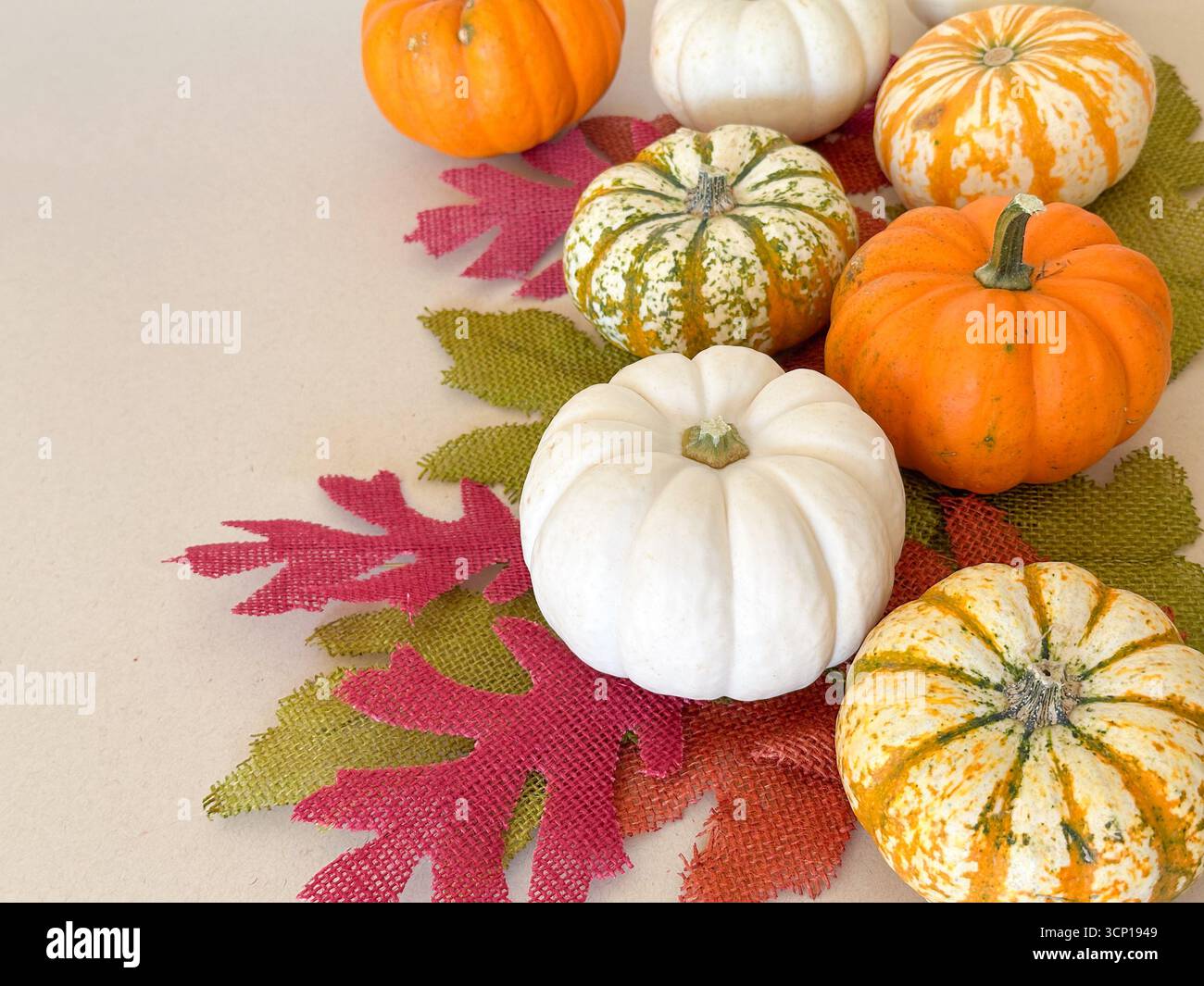 Una natura morta festosa con piccole zucche bianche, arancioni e a righe disposte su foglie di burlap testurizzate in rosso, arancione e verde. Foto Stock