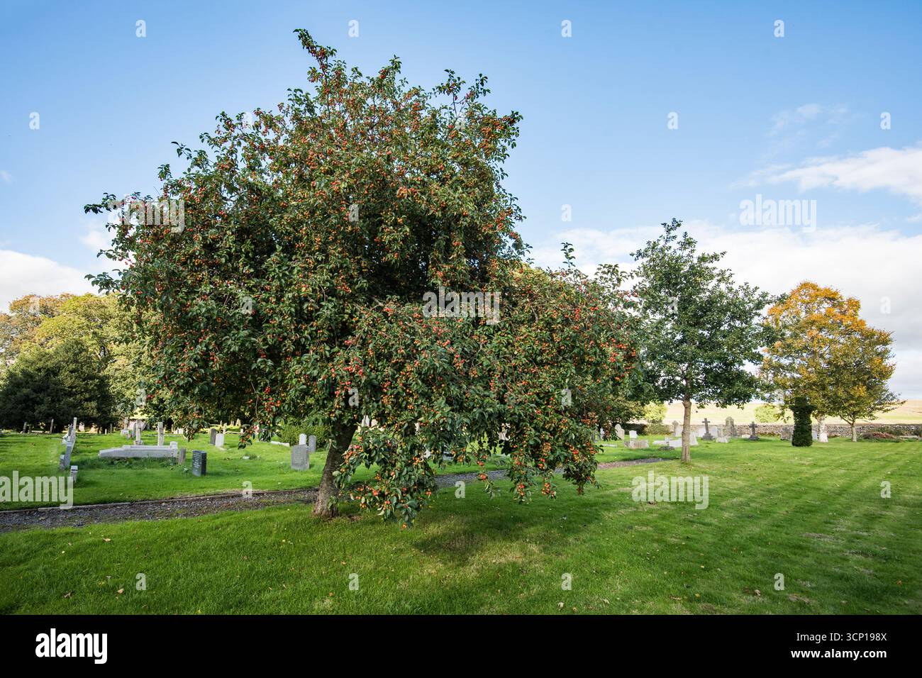 Un albero carico di piccoli frutti rotondi di arancia rossastra, che sono mele di granchio. Decorativo e una buona fonte di cibo per gli uccelli e può essere utilizzato nelle marmellate Foto Stock