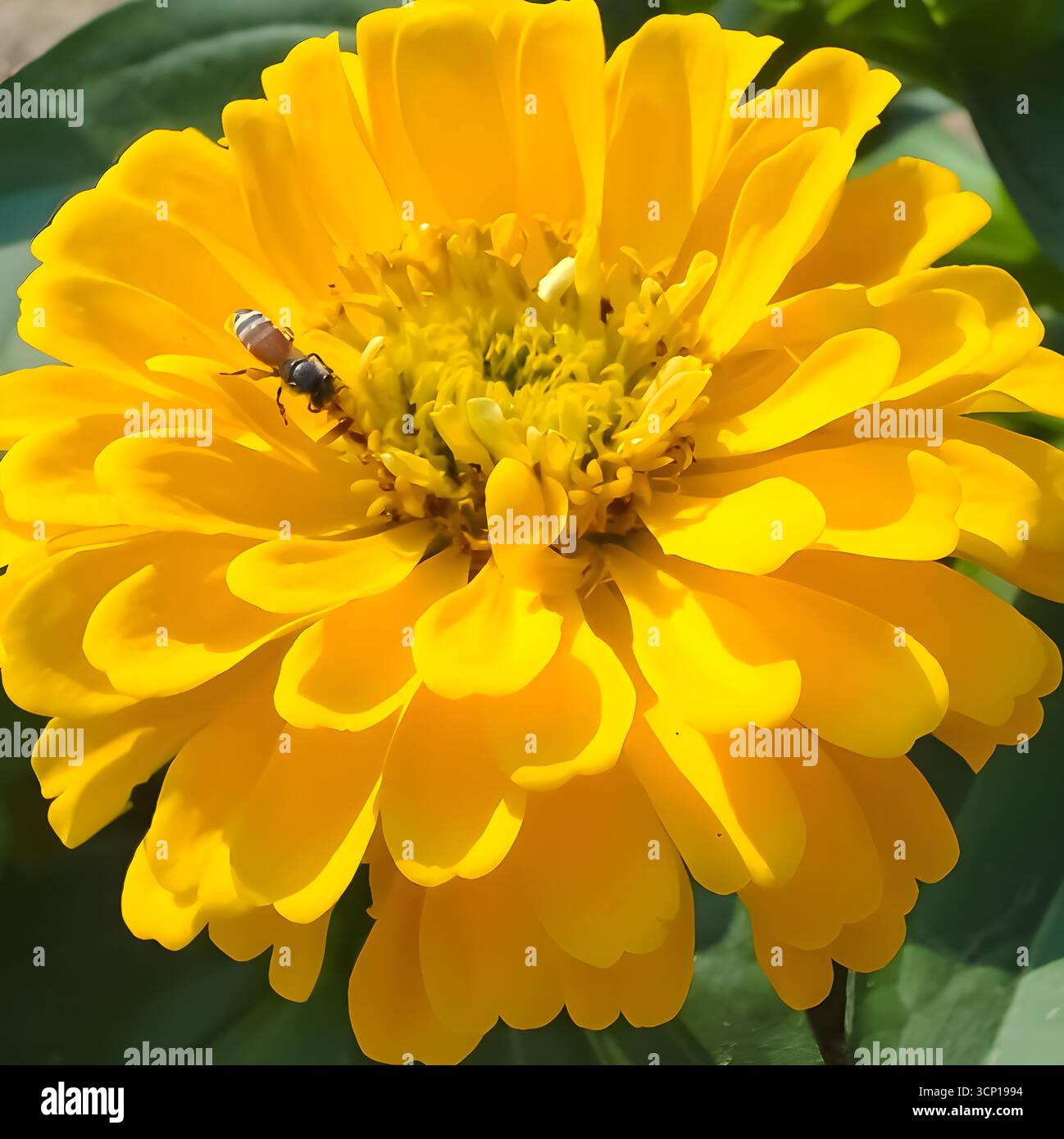 Una piccola ape che raccoglie polline da un fiore zinnia giallo brillante in un giardino. L'immagine cattura l'attività dell'insetto sui vivaci petali. Foto Stock