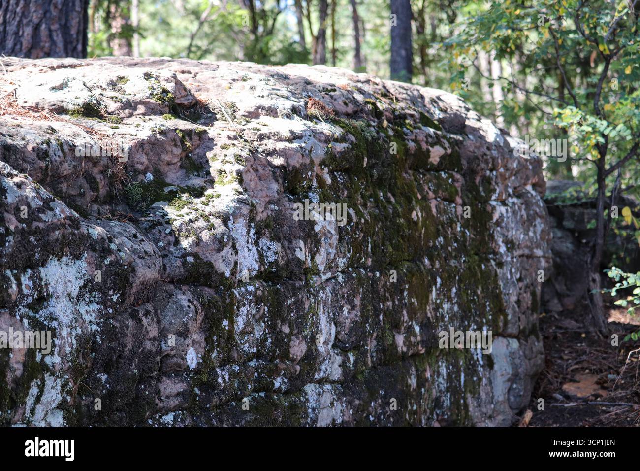 Licheni e muschi che crescono su un masso al lago Woods Canyon in Arizona. Foto Stock
