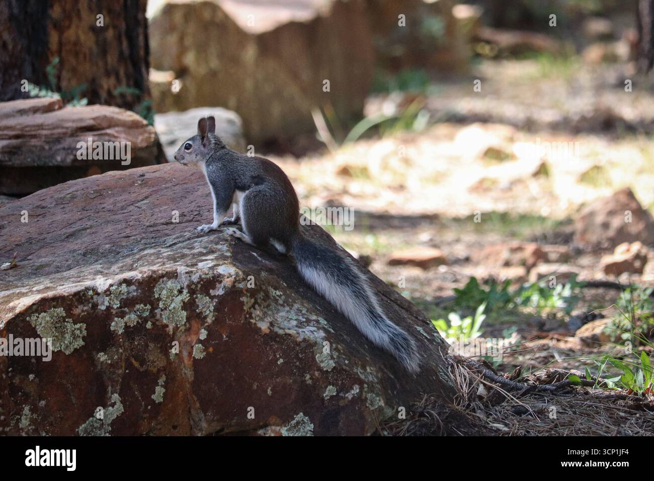 Abert's Squirrel o Sciurus aberti in piedi su un masso presso il lago Woods Canyon in Arizona. Foto Stock