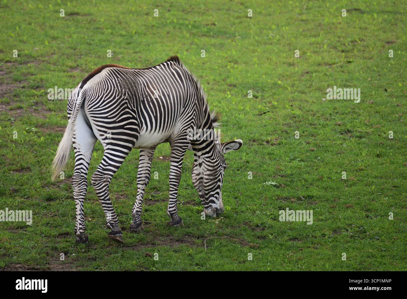 Grévy's Zebra Aalborg Zoo Danimarca Foto Stock