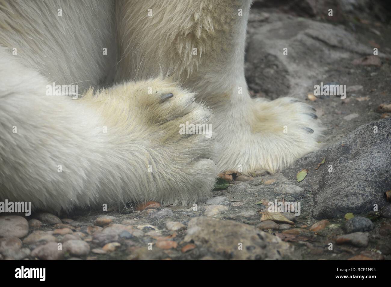 Zoo Polar Bear Paws Aalborg Danimarca Foto Stock