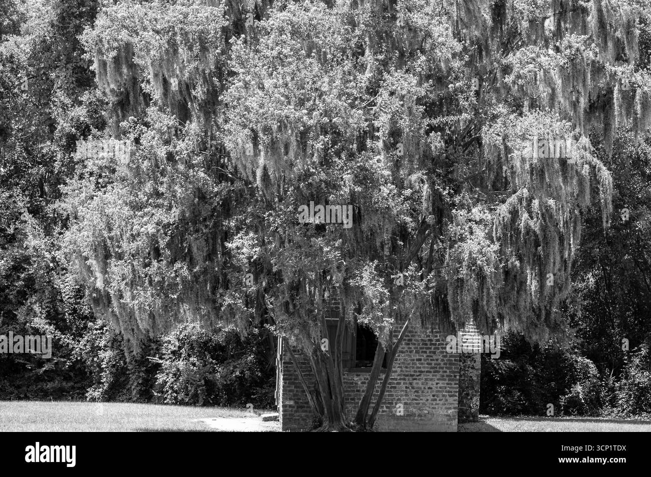 Le piantagioni meridionali raccontano una storia che deve essere raccontata alla prossima generazione di persone. Foto Stock