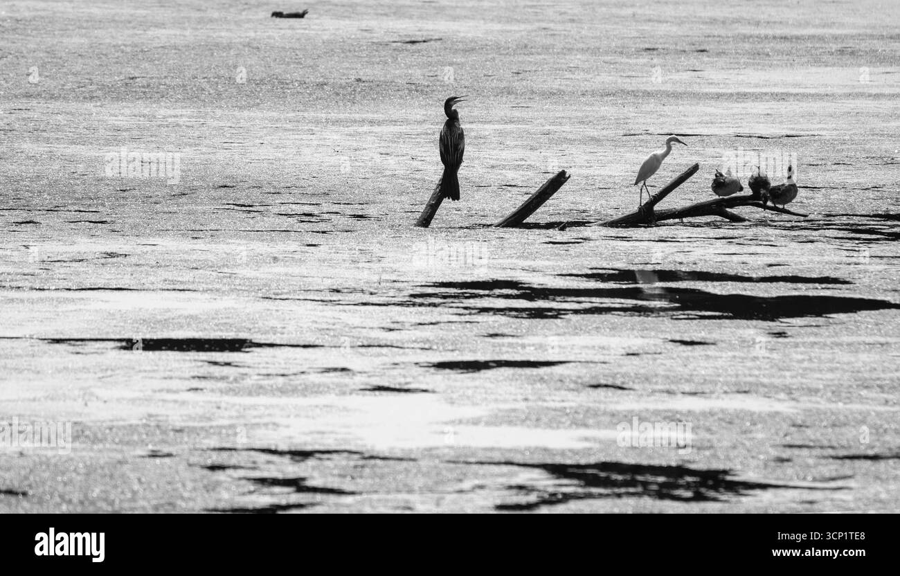 Le piantagioni meridionali raccontano una storia che deve essere raccontata alla prossima generazione di persone. Foto Stock