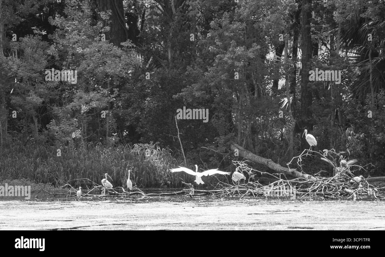 Le piantagioni meridionali raccontano una storia che deve essere raccontata alla prossima generazione di persone. Foto Stock