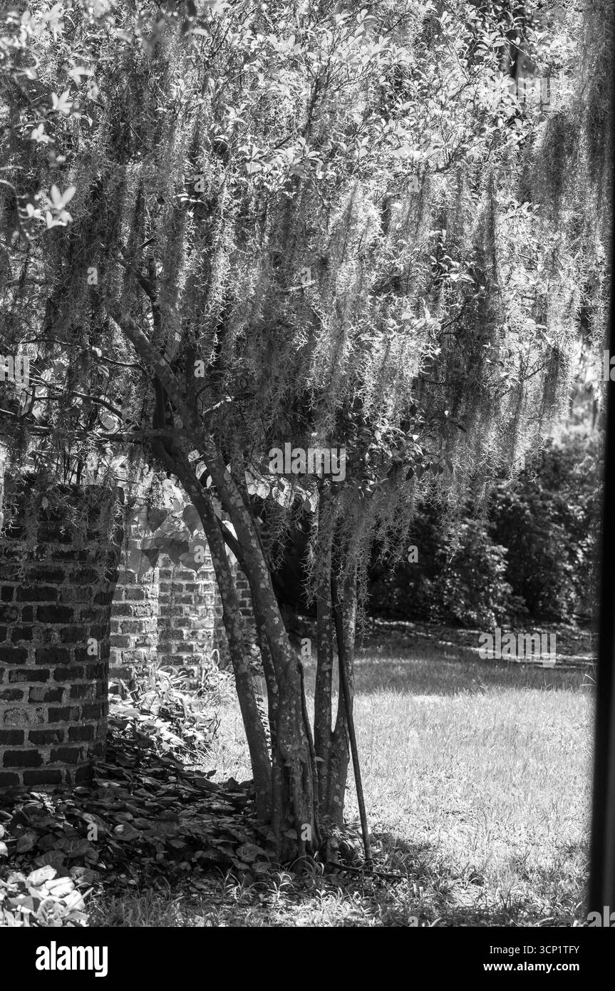 Le piantagioni meridionali raccontano una storia che deve essere raccontata alla prossima generazione di persone. Foto Stock