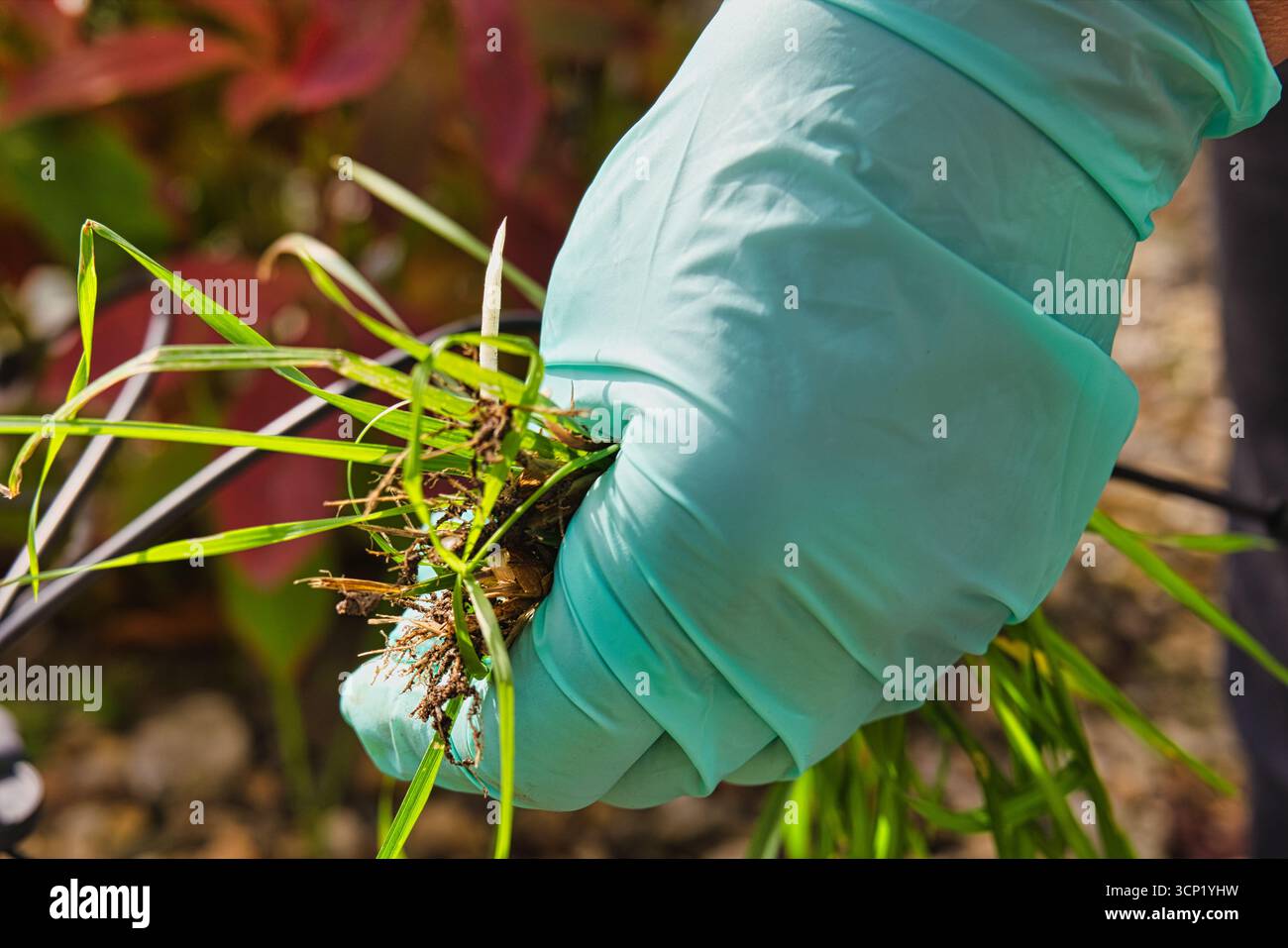 Giardinaggio che tira erbacce con guanti, cura del giardino primaverile e manutenzione del prato organico Foto Stock