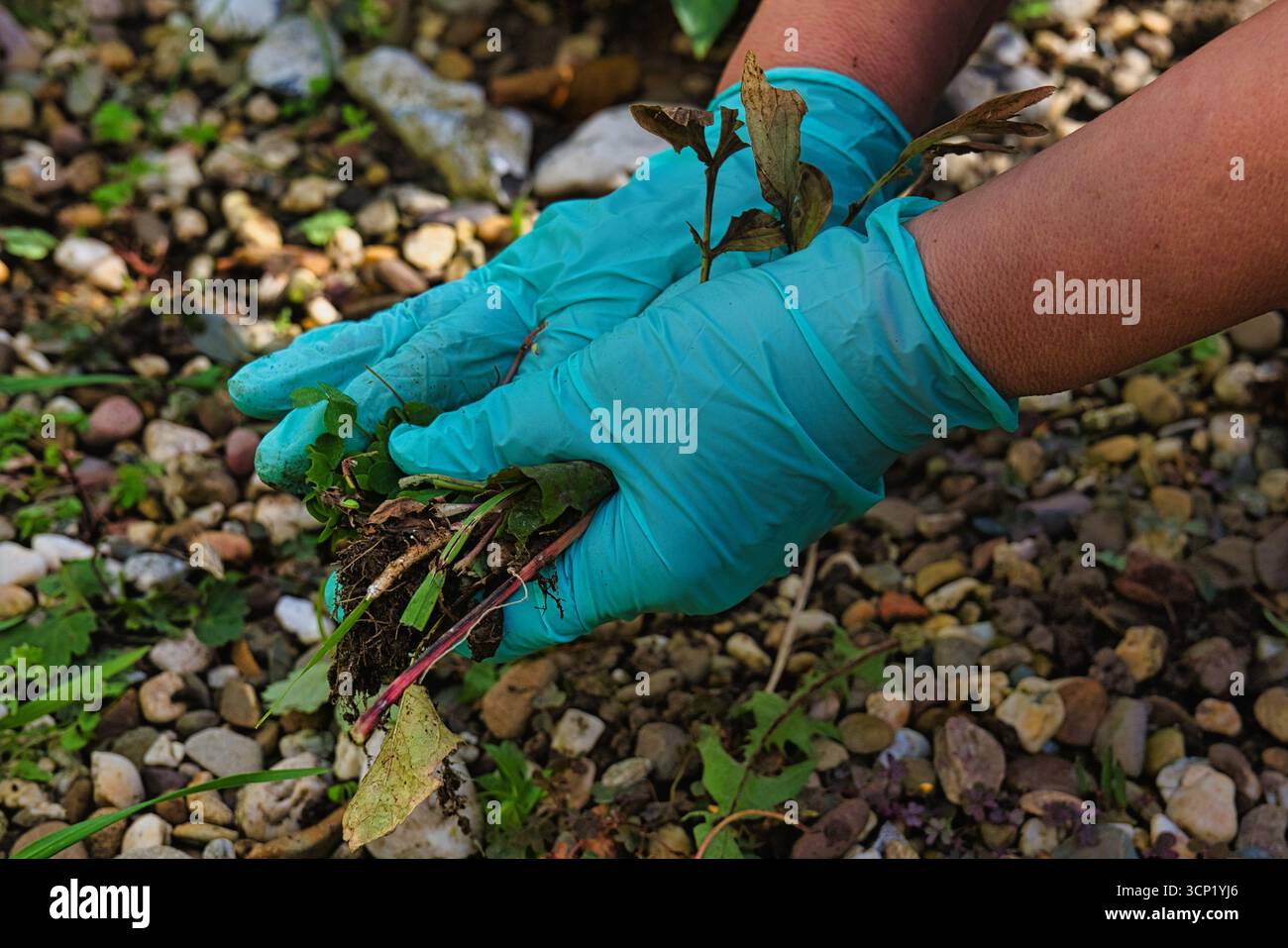 Giardinaggio che tira erbacce con guanti, cura del giardino primaverile e manutenzione del prato organico Foto Stock