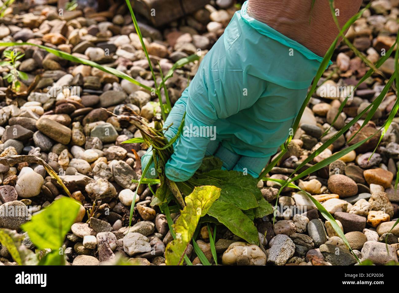 Giardinaggio che tira erbacce con guanti, cura del giardino primaverile e manutenzione del prato organico Foto Stock