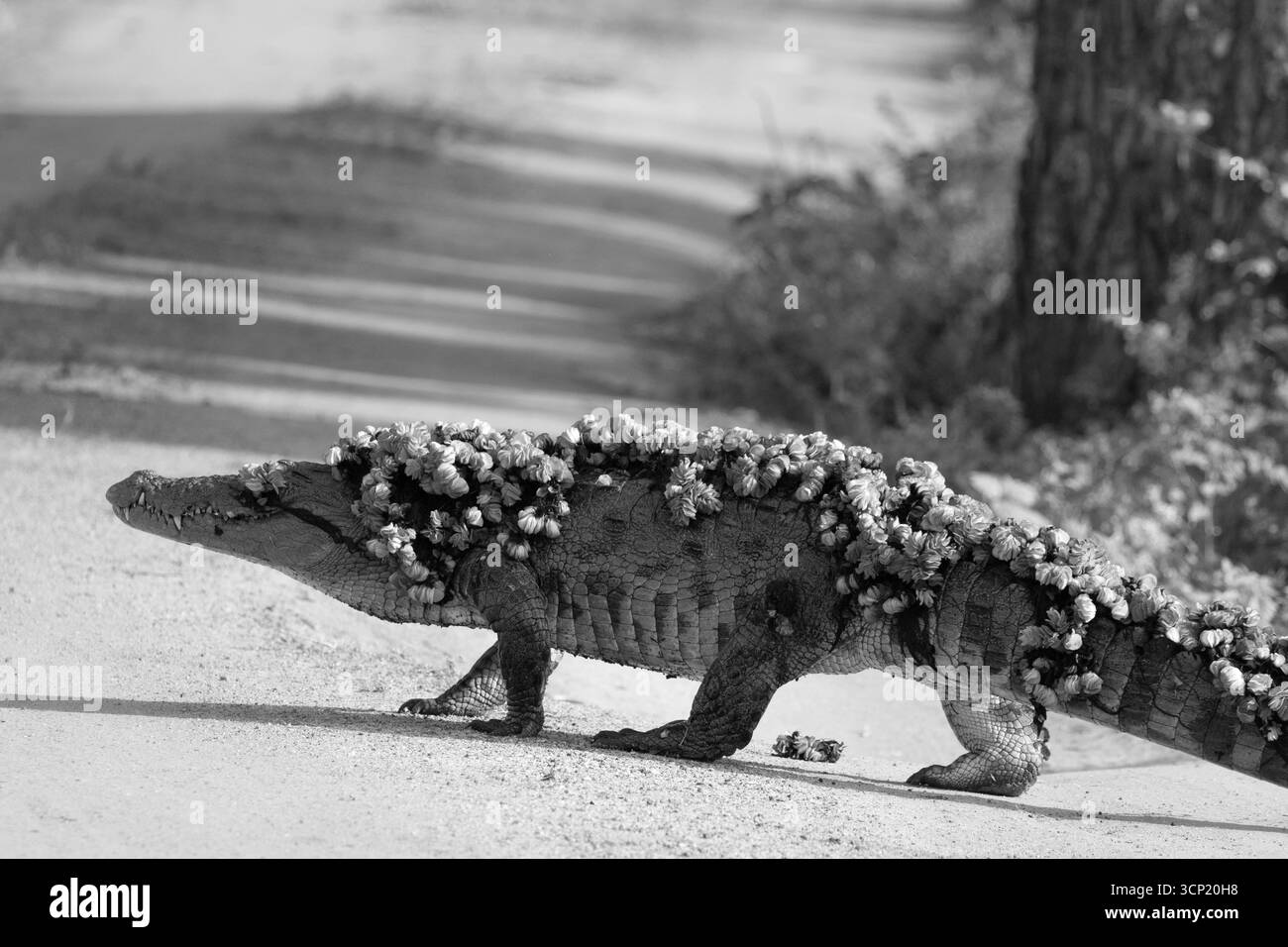 Un coccodrillo mugger cammina attraverso una strada sterrata coperta di piante d'acqua e foglie. Foto Stock