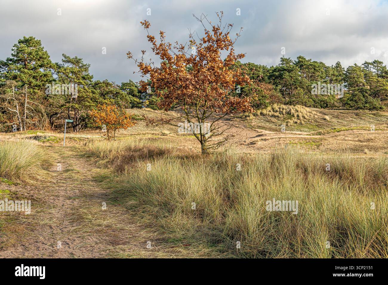 Riserva naturale di dune di sabbia nei pressi di Klein Schmölen, Meclemburgo-Pomerania occidentale, Germania Foto Stock