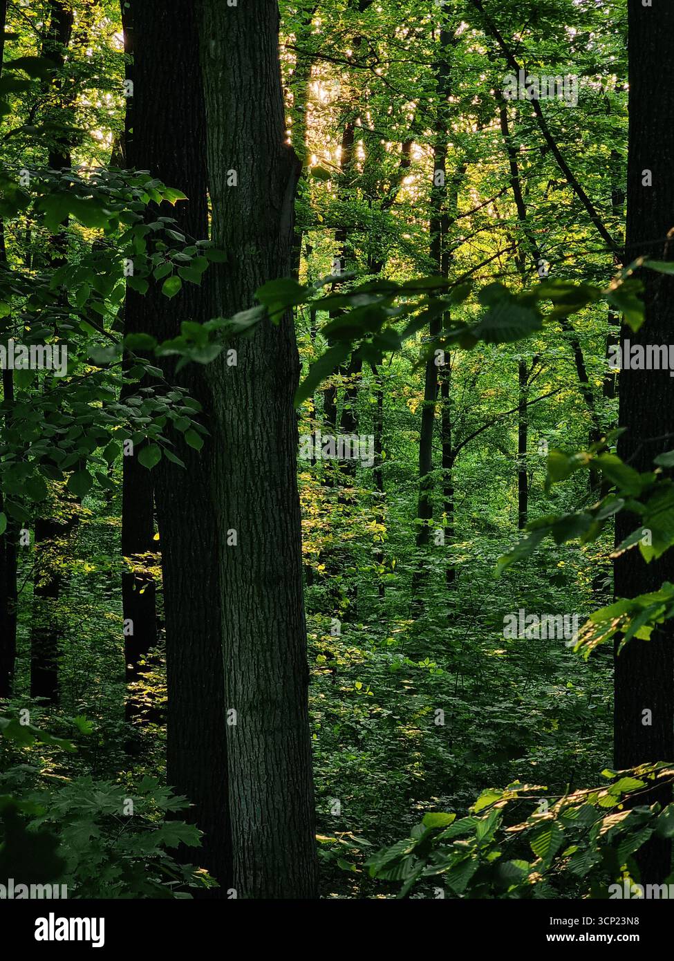 Verde foresta primaverile con vegetazione lussureggiante. Foresta scura con fasci di luce provenienti dall'alto. Foto Stock