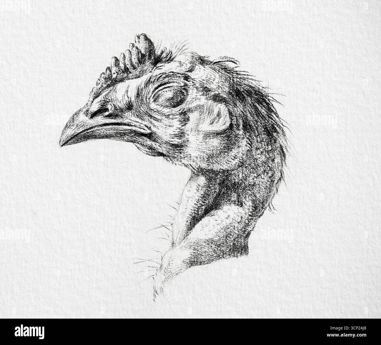 Testa di un pollo morto di Jean Bernard - pittura di natura morta animale francese del XIX secolo, studio rustico del pollame da cortile, opere d'arte di dominio pubblico Foto Stock Testa di un pollo morto di Jean Bernard - pittura di natura morta animale francese del XIX secolo, studio rustico del pollame da cortile, opere d'arte di dominio pubblico Foto Stock