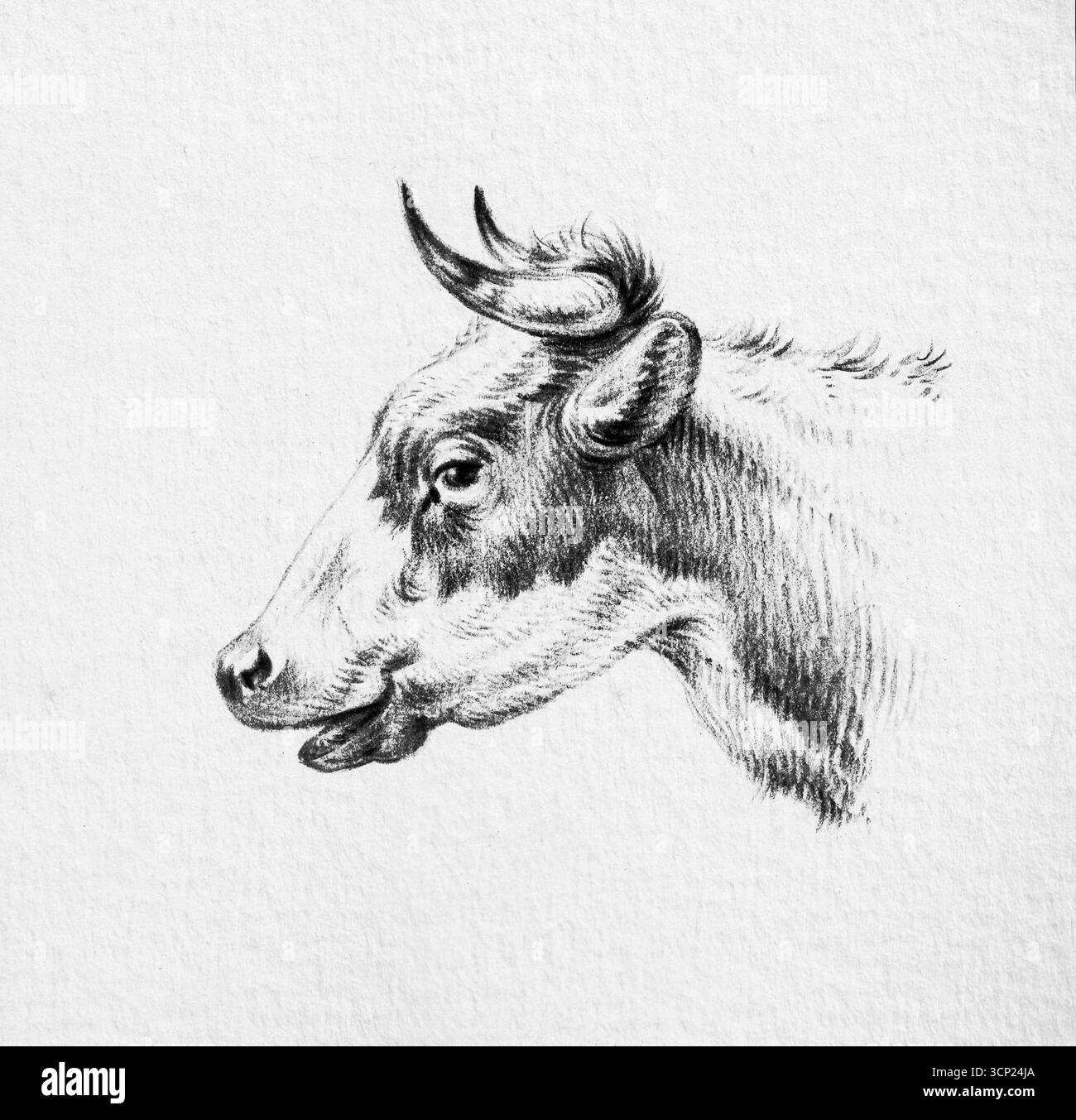 Capo di una mucca di Jean Bernard - ritratto di animali francesi del XIX secolo, pittura rustica pastorale del bestiame, belle opere d'arte di pubblico dominio Foto Stock