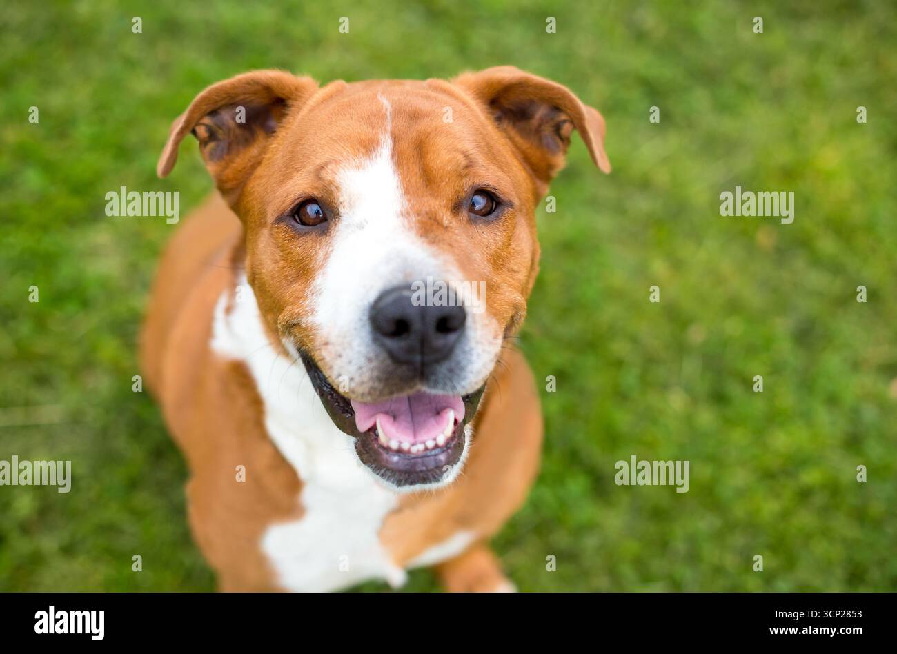 Un cane di razza mista Happy Hound x Terrier che guarda in alto e sorride Foto Stock