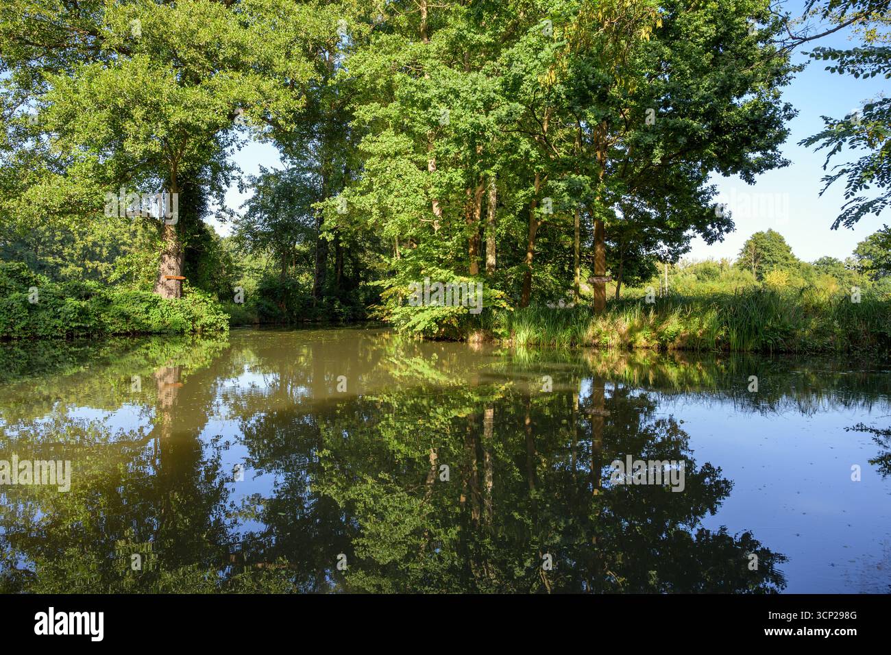 Riflessione sull'acqua, Spreewald, paesaggio fluviale, Brandeburgo, Germania Foto Stock