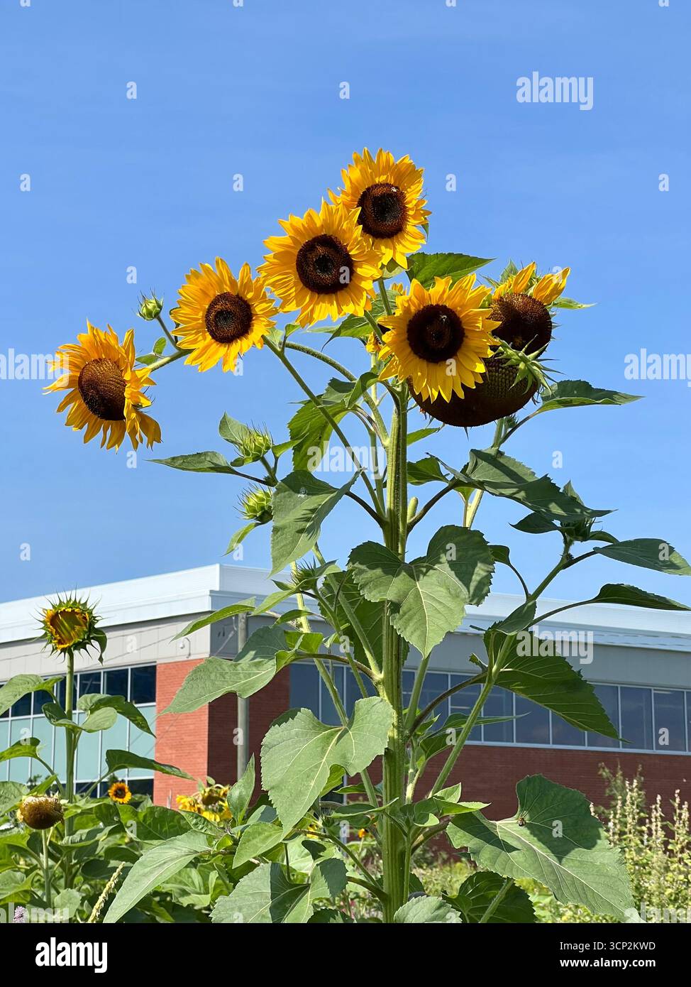 Girasoli, Montreal, Canada - Immagine stock catturata con smartphone