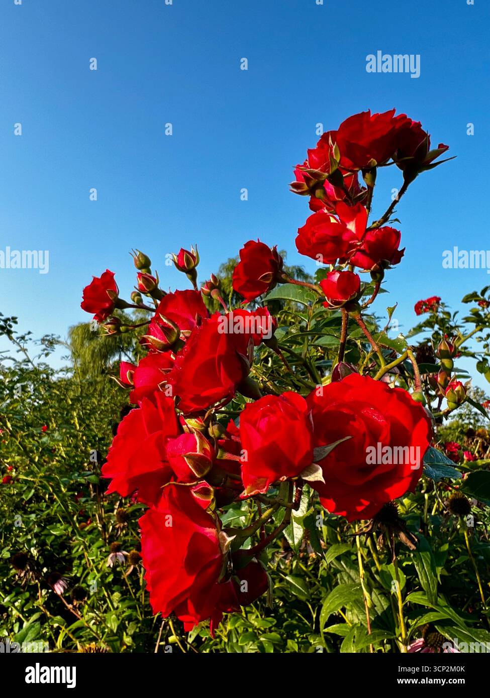 Rose rosse Foto Stock