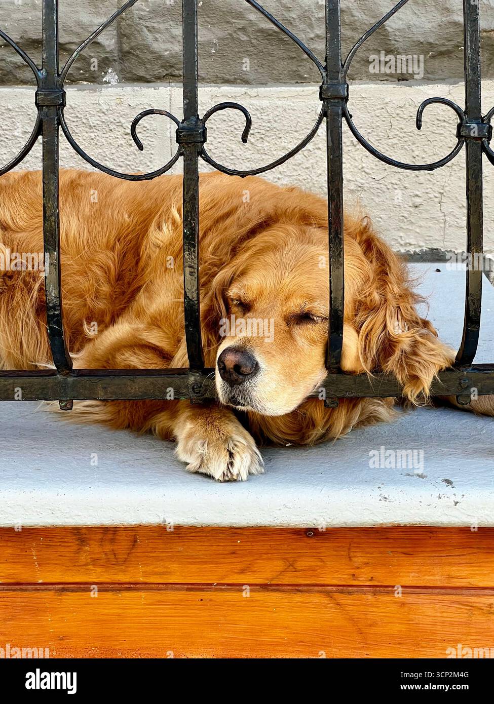Cane che riposa Foto Stock