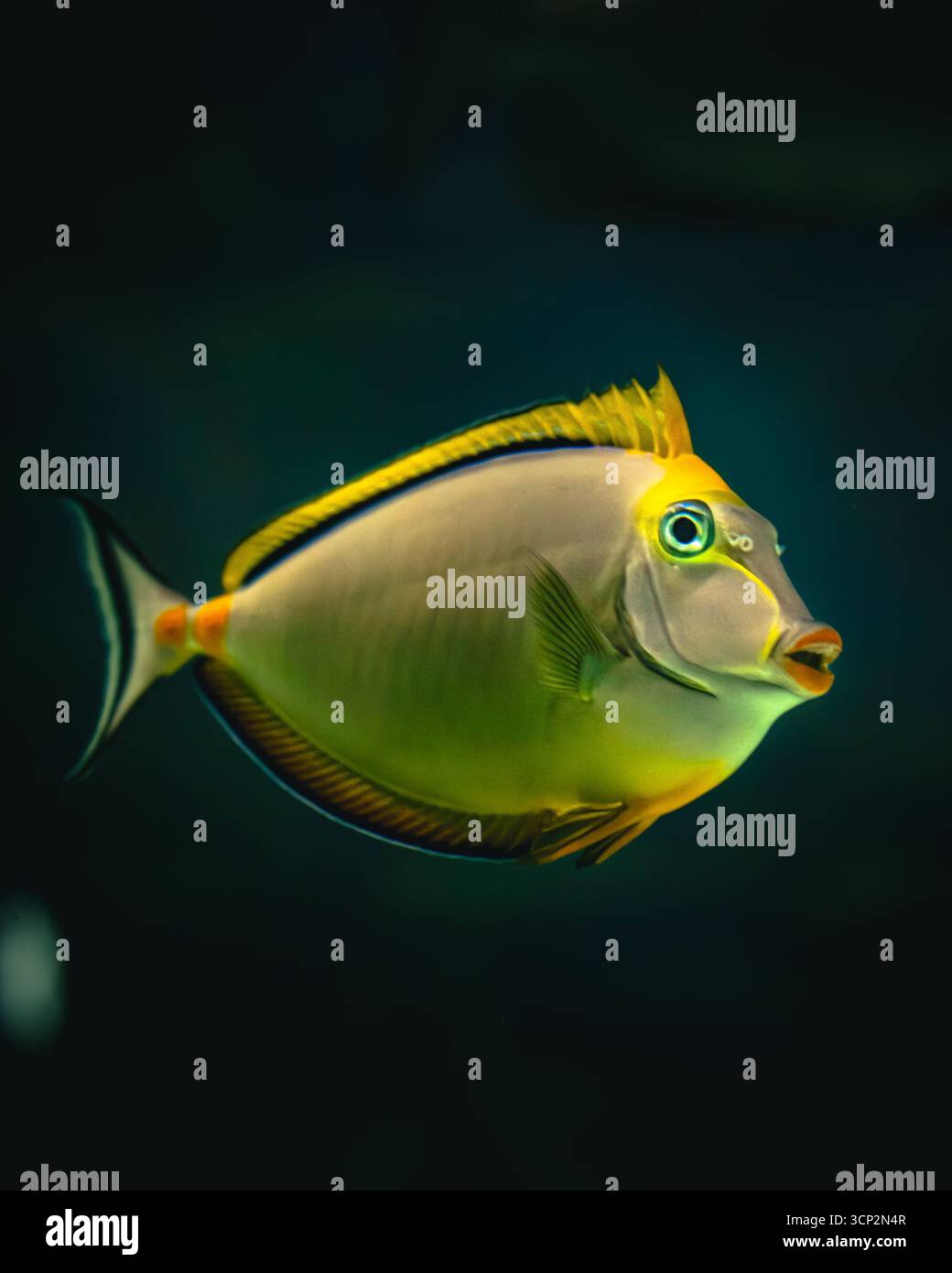 Primo piano di colorati pesci tropicali e creature marine che nuotano sott'acqua in un acquario. Foto Stock