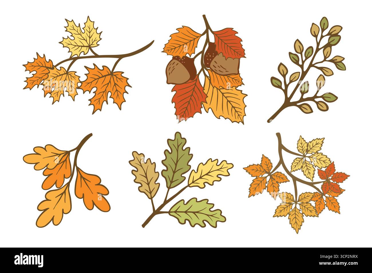 Collezione di sei rami autunnali stilizzati con foglie e ghiande colorate, che mostrano le vivaci sfumature dell'autunno isolate su uno sfondo bianco per ver Illustrazione Vettoriale