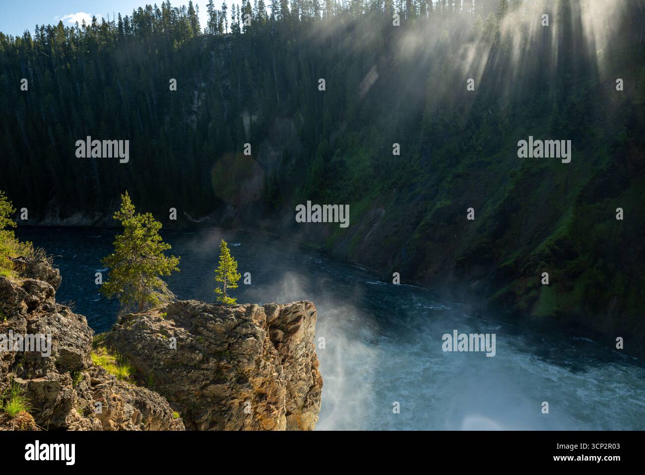 Small Tree cattura la luce del mattino su Una scogliera sul fiume Yellowstone in mattinata nebbiosa Foto Stock