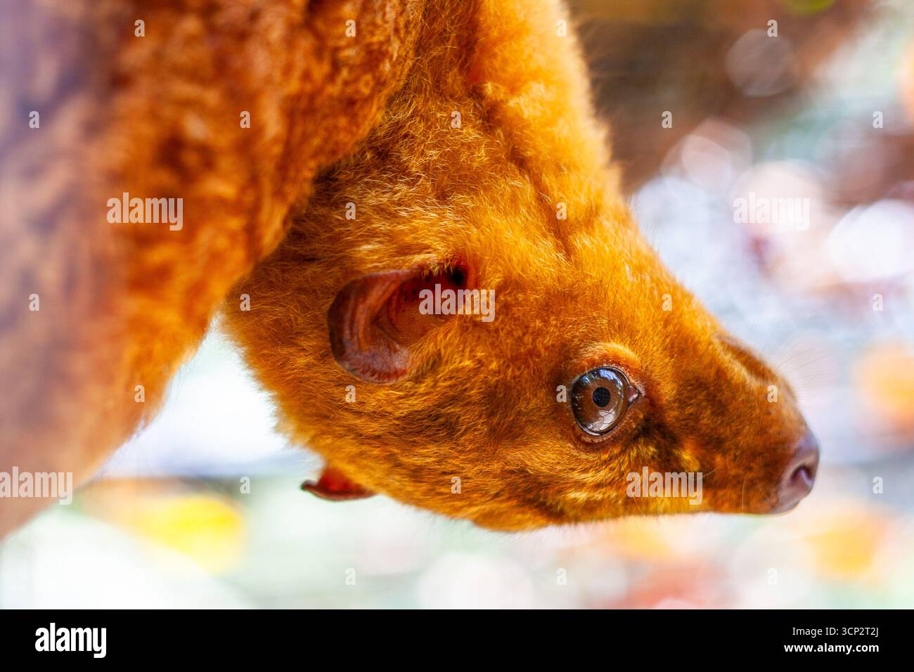Un colugo, un mammifero volante noto anche come lemure volante, all'interno di una gabbia in uno zoo di Bohol, nelle Filippine Foto Stock