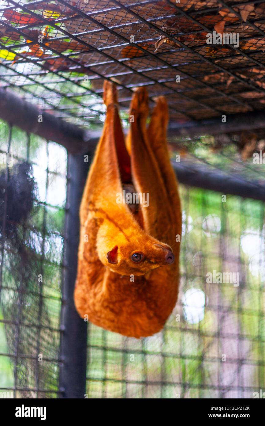 Un colugo, un mammifero volante noto anche come lemure volante, all'interno di una gabbia in uno zoo di Bohol, nelle Filippine Foto Stock