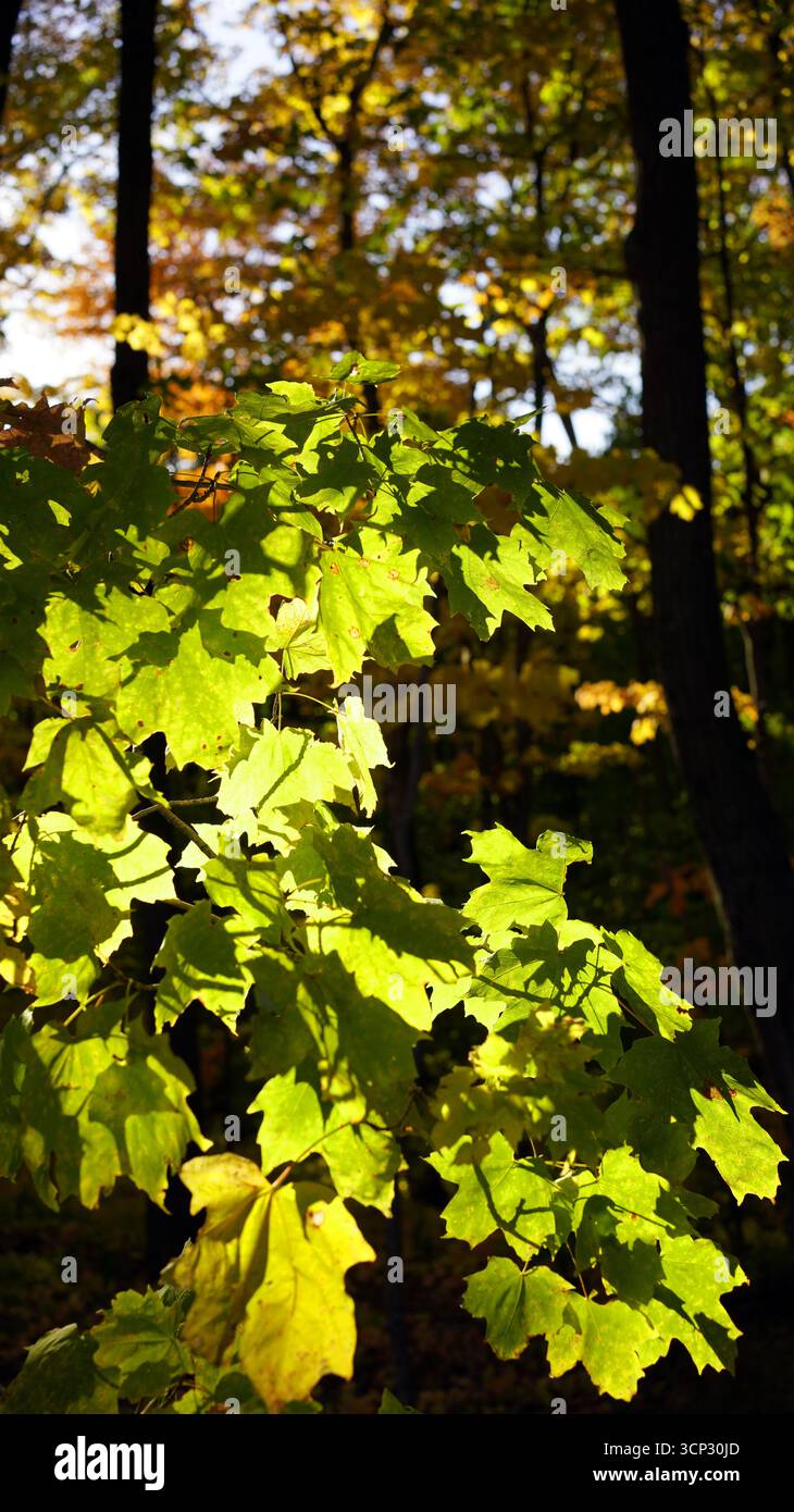Le foglie di acero verde brillante sono illuminate dal sole del tardo pomeriggio sullo sfondo scuro e sfocato di una foresta Foto Stock