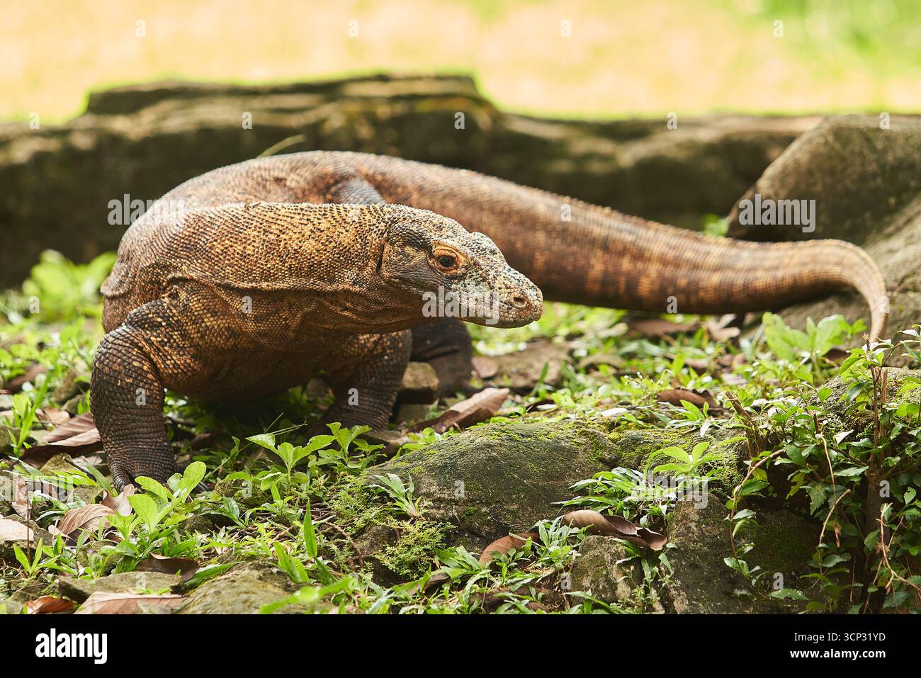 Drago di Komodo che cammina sul terreno circondato da piante verdi e rocce. Il grande rettile, con la sua pelle ruvida e la lunga coda Foto Stock