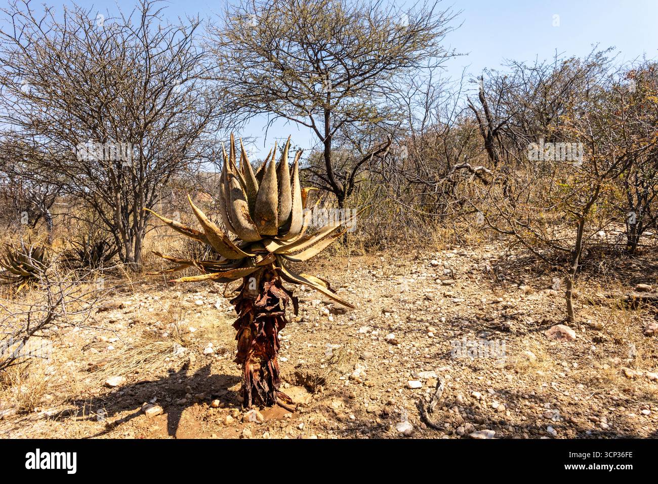 Un sentiero in pietra si snoda tra boschi secchi e cespugli presso il Giardino Botanico Nazionale, Windhoek, Namibia, con cartelli interpretativi lungo il sentiero e il dis Foto Stock