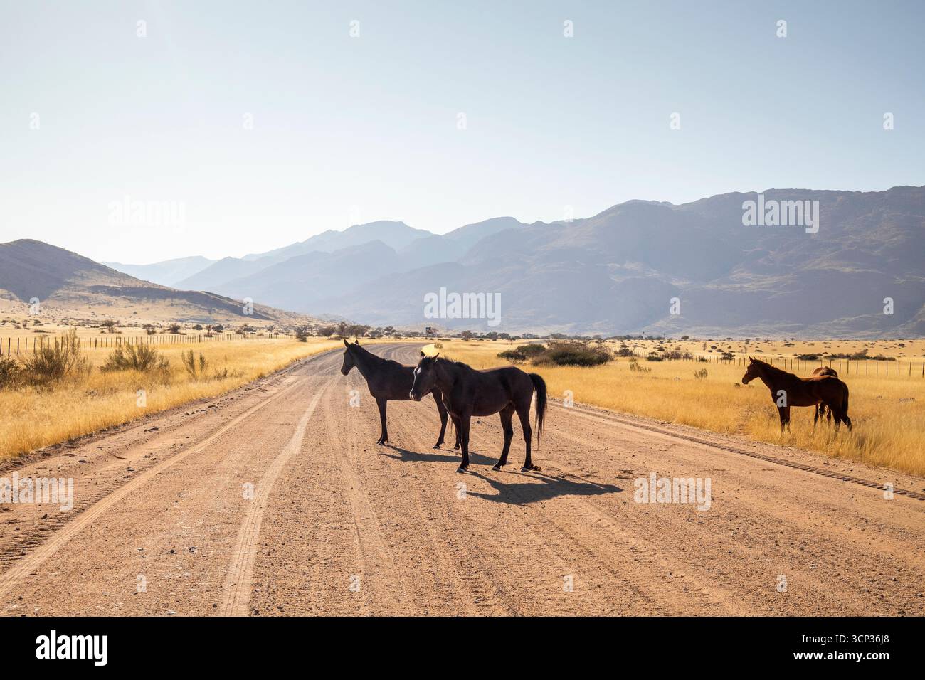 Il deserto remoto intorno a Solitaire, Namibia, è sede di una fauna selvatica resiliente, tra cui cavalli selvatici adattati all'aspro deserto del Namib. Foto Stock