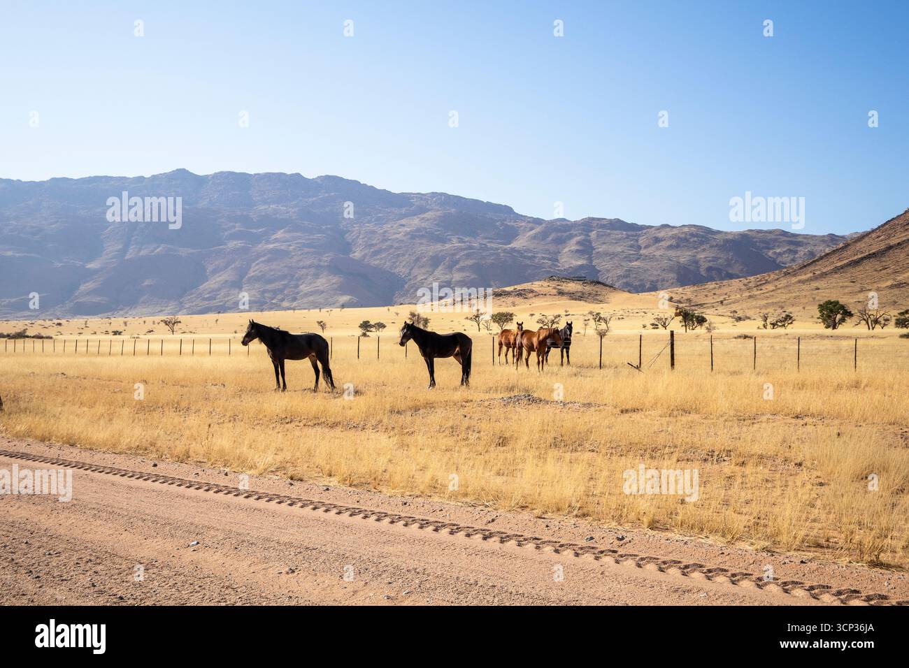 Il deserto remoto intorno a Solitaire, Namibia, è sede di una fauna selvatica resiliente, tra cui cavalli selvatici adattati all'aspro deserto del Namib. Foto Stock