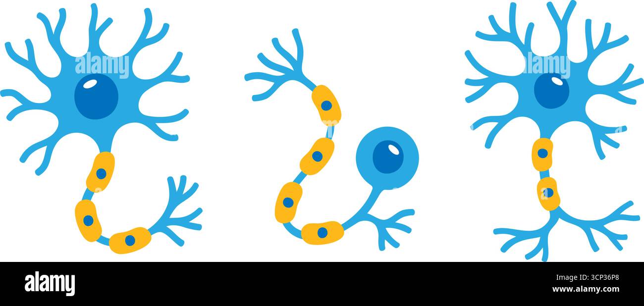 Diversi tipi di cellule di neuroni con dendriti, assoni e guaine in mielina in stile cartoon scientifico Illustrazione Vettoriale
