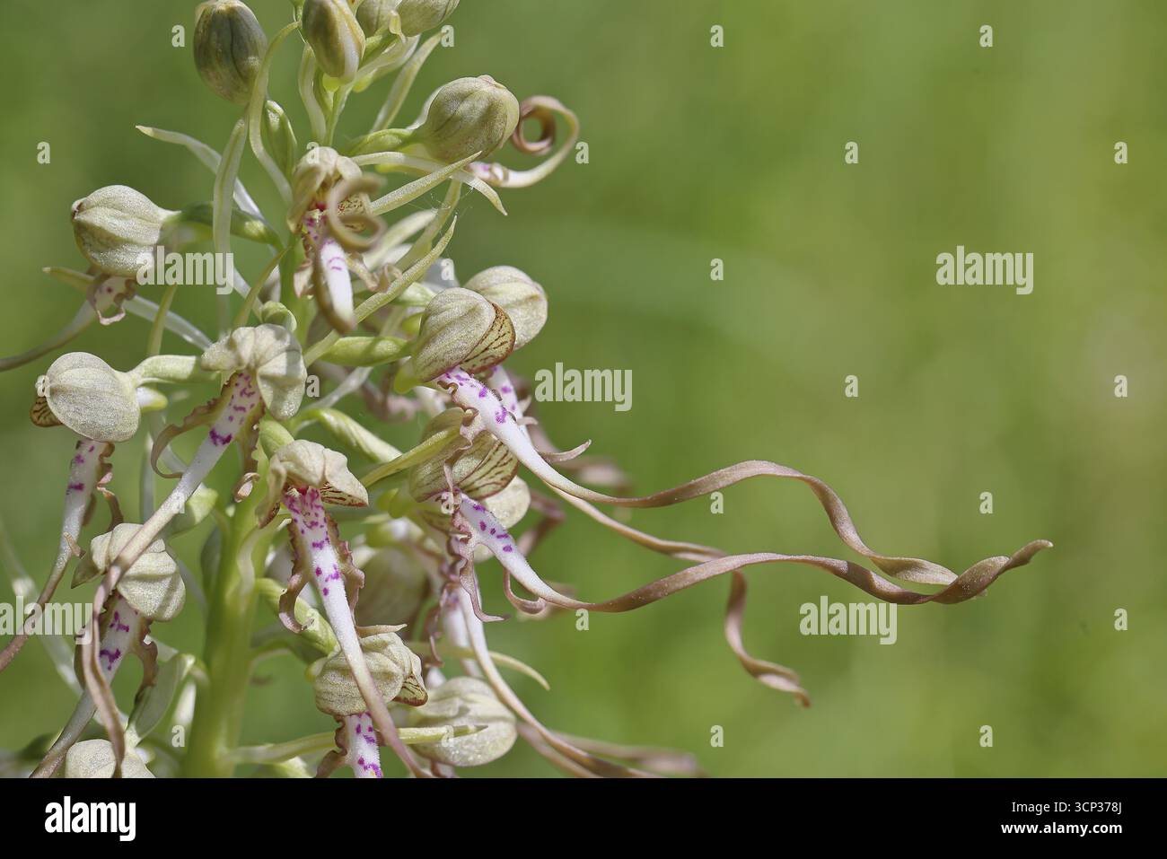 Lingua di capra (Himantoglossum hircinum), infiorescenza con fiori bianchi-viola aperti, primo piano, orchidee, orchidee, orchidee, piante di orchidee, fotografia naturalistica, Los Angeles Foto Stock