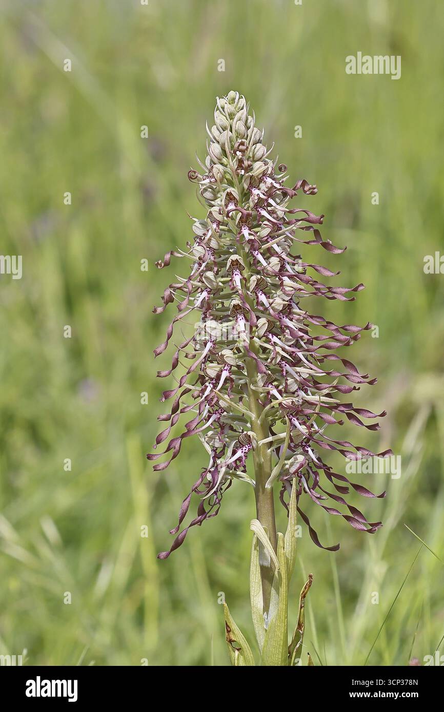 Lingua di capra (Himantoglossum hircinum), infiorescenza con fiori bianchi-viola aperti, in un prato, orchidee, orchidee, orchidee, orchidee, fotografia naturalistica Foto Stock