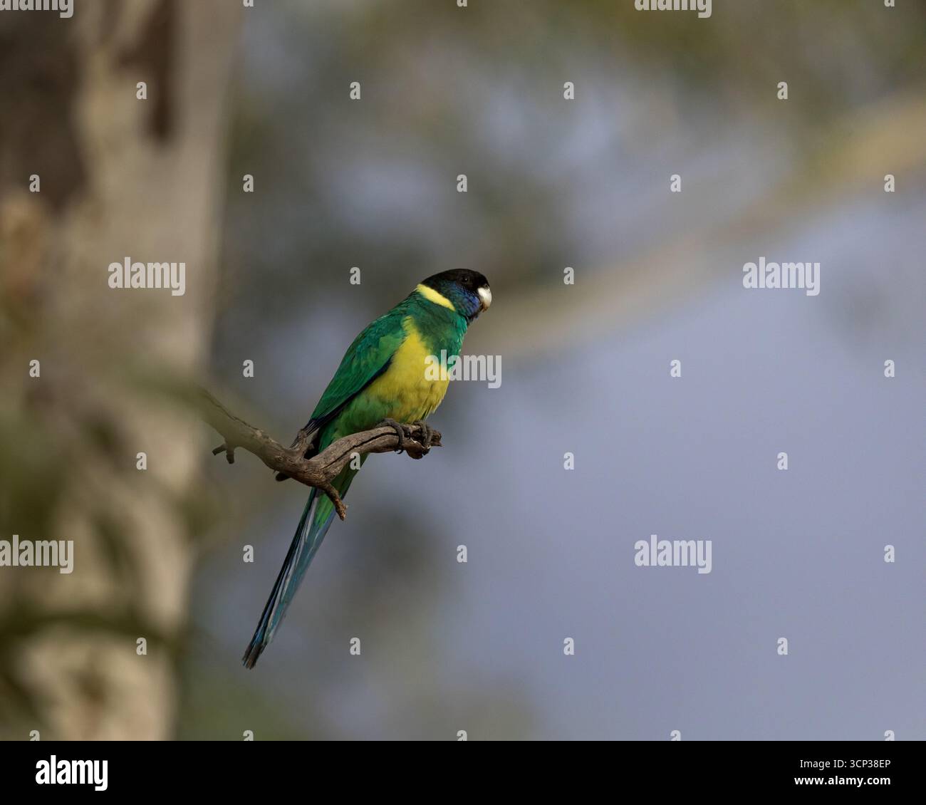 Un sorprendente pappagallo australiano Ringneck (Barnardius zonarius) è appollaiato su un ramo. Presenta un piumaggio verde brillante con una fascia gialla sul collo. Foto Stock