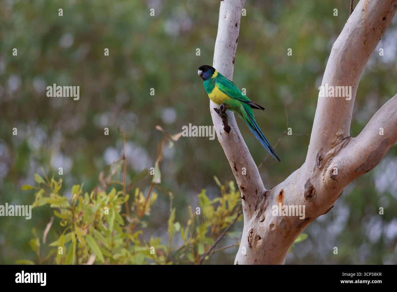 Un sorprendente pappagallo australiano Ringneck (Barnardius zonarius) è appollaiato su un ramo. Presenta un piumaggio verde brillante con una fascia gialla sul collo. Foto Stock