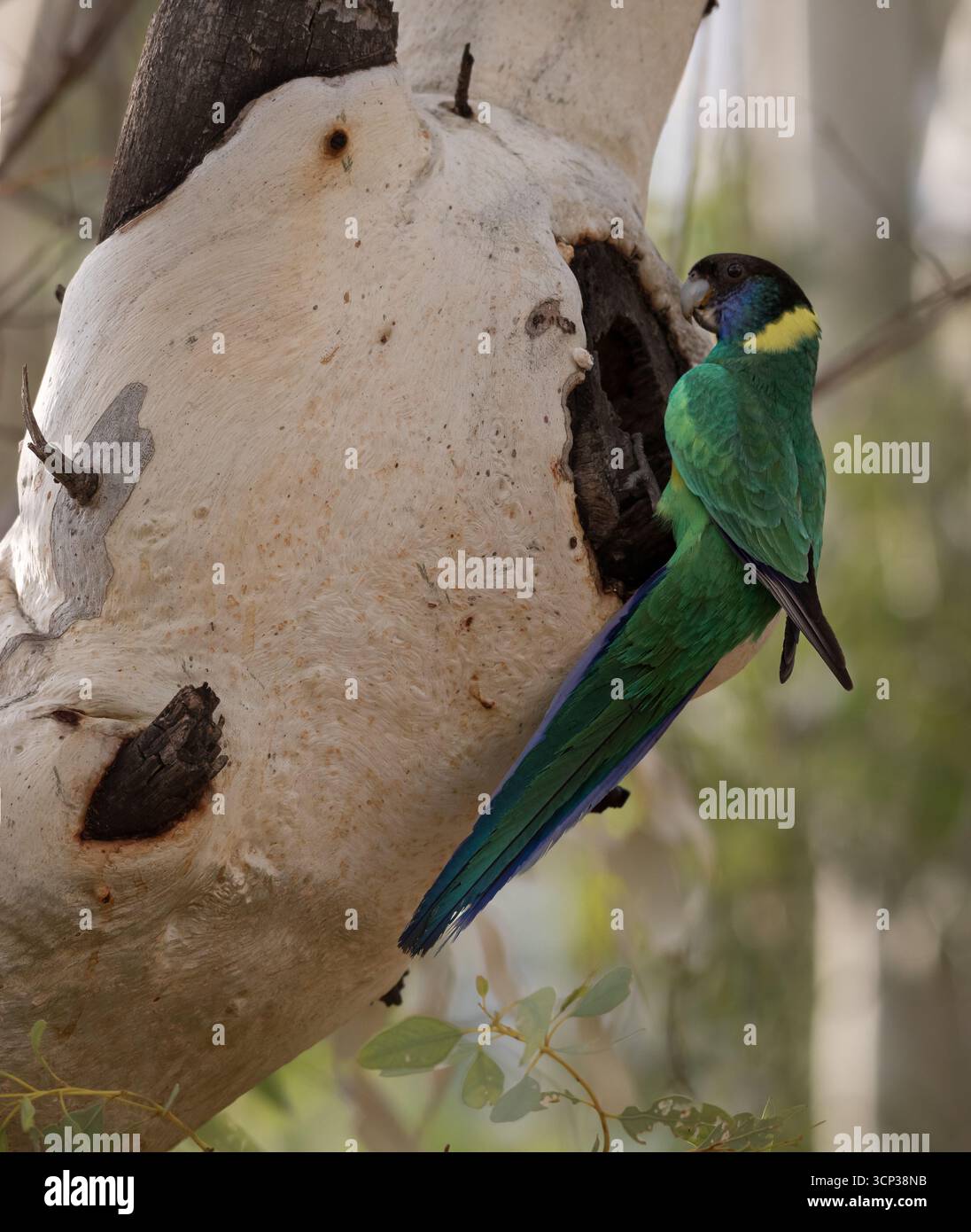 Ringneck australiano (Barnardius zonarius) arroccato in una cavità di nidificazione in un albero di gomma. Foto Stock