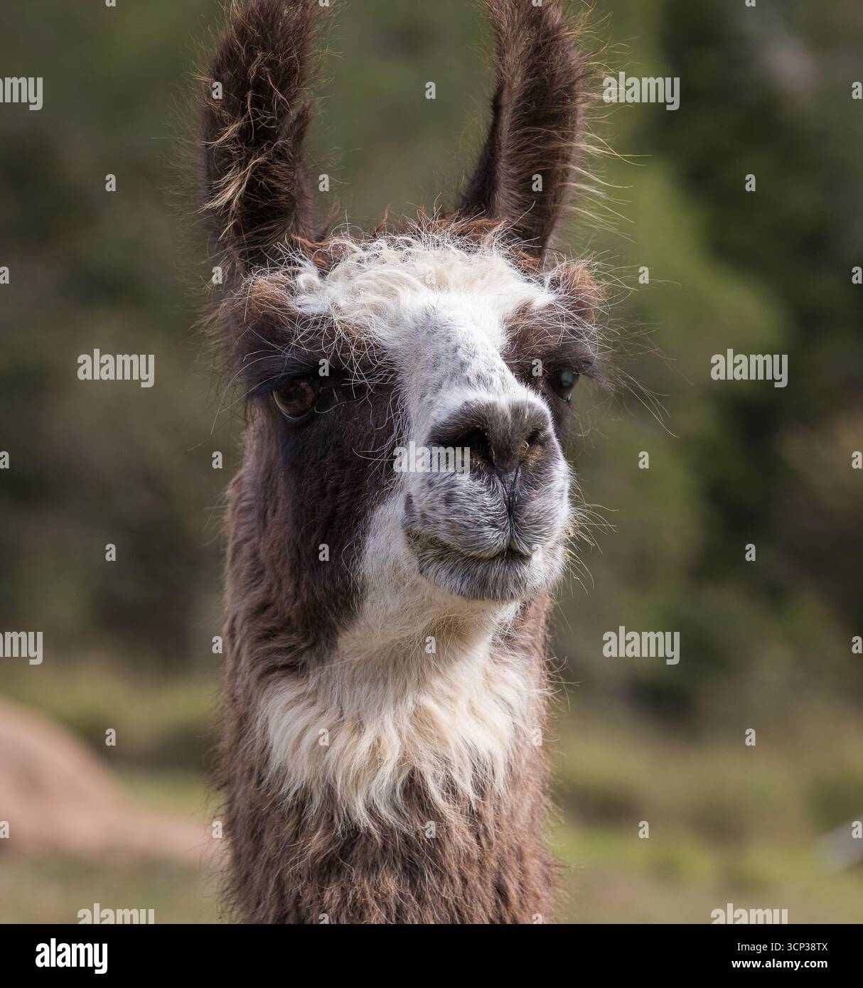 Testa e collo del lama marrone e bianco (Lama glama) a fuoco, con orecchie lunghe distintive e pelliccia densa. Foto Stock