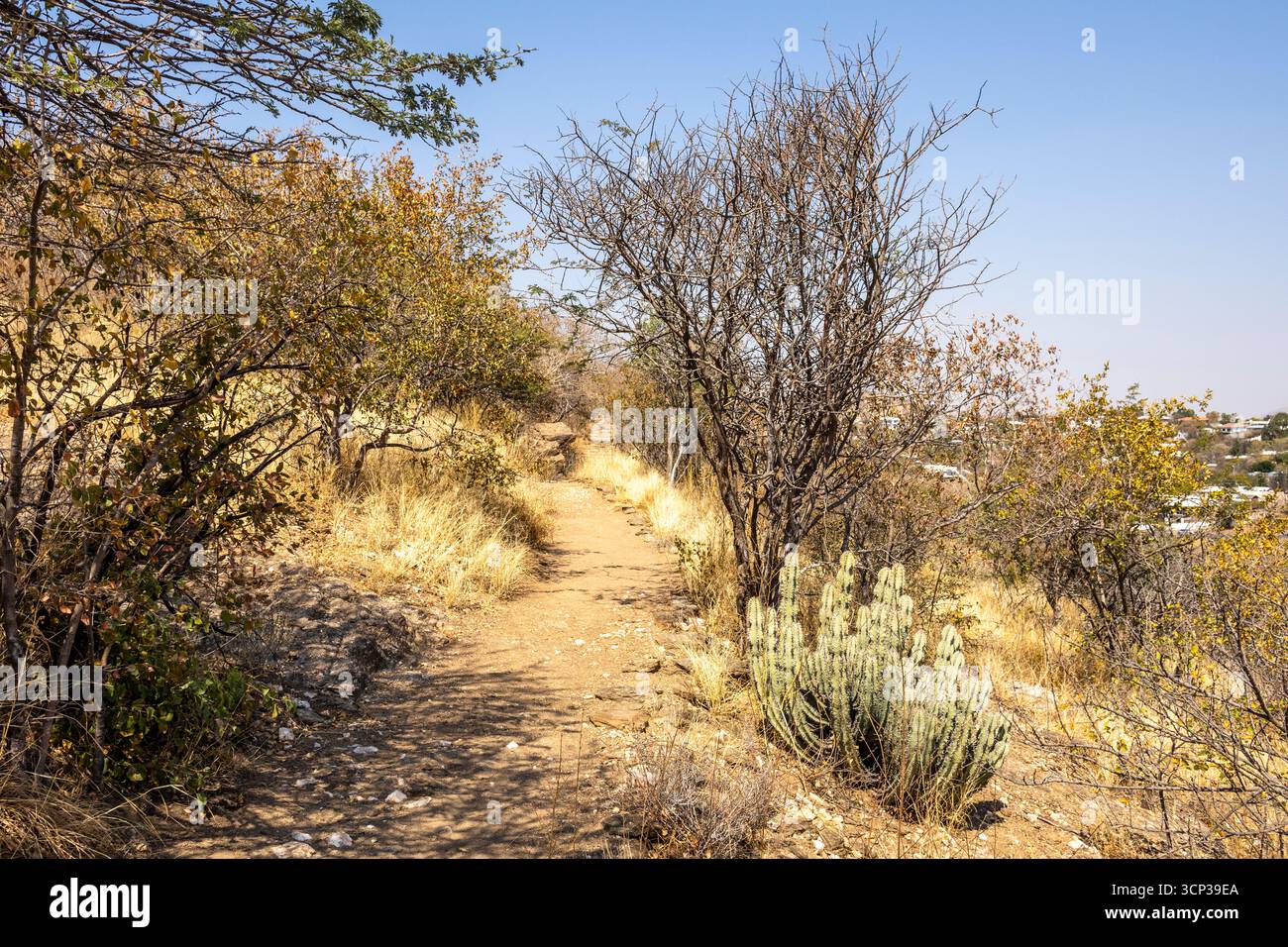 Un sentiero in pietra si snoda tra boschi secchi e cespugli presso il Giardino Botanico Nazionale, Windhoek, Namibia, con cartelli interpretativi lungo il sentiero e il dis Foto Stock