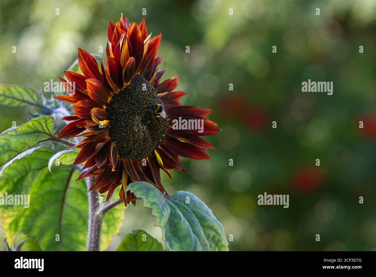 Sunflower Black Magic in fiore. Dal rosso marrone al fiore quasi nero di Helianthus annuus "Black Magic". Foto Stock