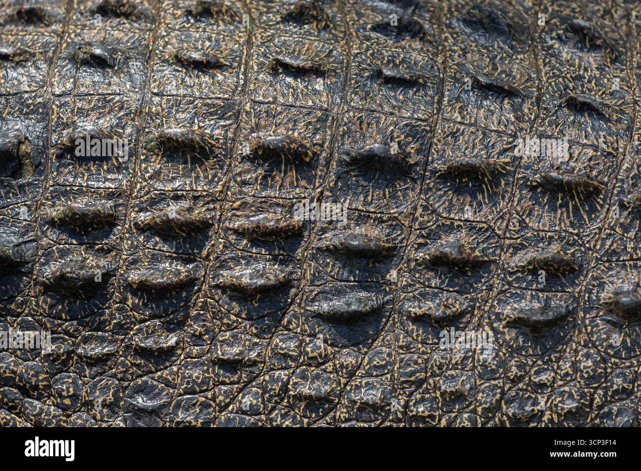 Primo piano della pelle sul dorso di un coccodrillo australiano di acqua salata (*Crocodylus porosus*). La trama mostra un modello di scala rettangolare robusta Foto Stock