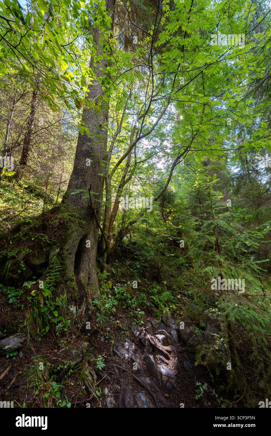 Grande faggio con radici esposte circondato da abeti rossi e sottobosco in un percorso forestale del Parco Nazionale degli Apuseni, Romania, un'escursione panoramica Foto Stock