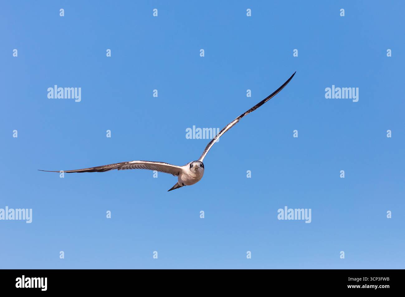 Un terno cremato (Thalasseus bergii) è in volo contro un cielo azzurro. L'uccello ha ali allungate e sottili con punte scure. Foto Stock