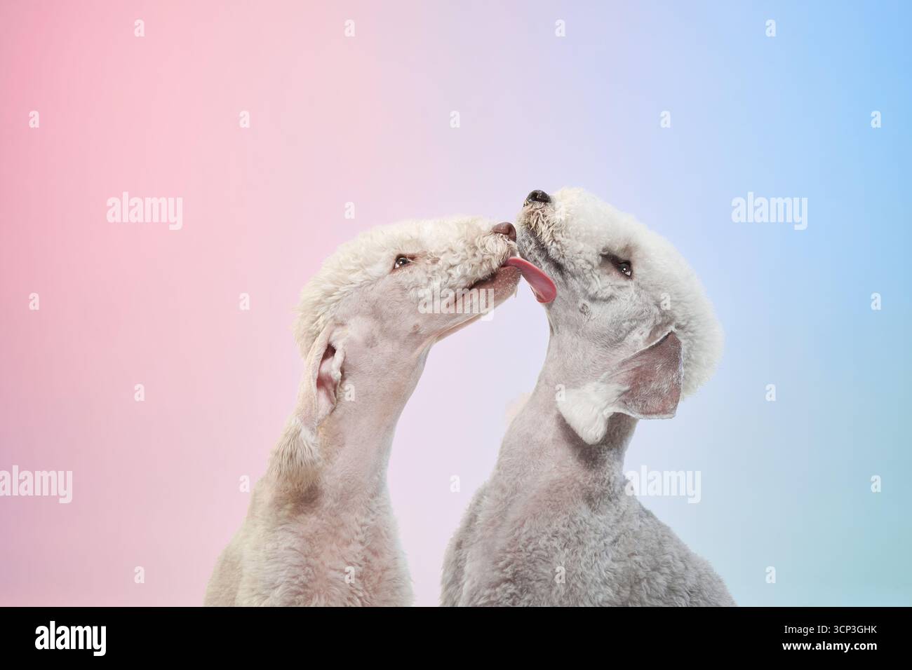 Due Bedlington Terrier si impegnano in un'interazione giocosa con il naso che tocca uno sfondo rosa e blu. I loro volti espressivi trasmettono Foto Stock
