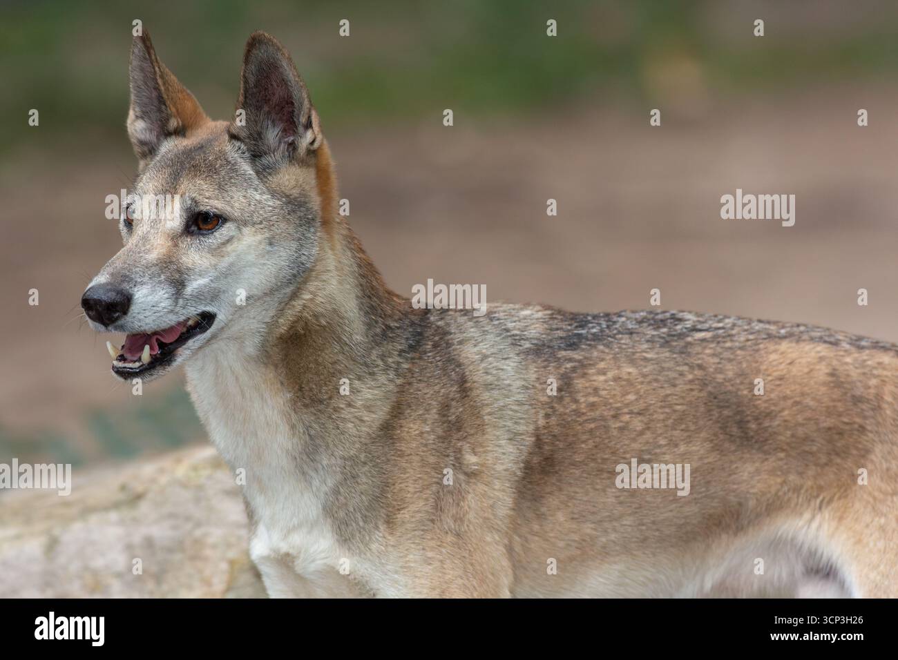Un dingo (Canis lupus dingo), iconico cane nativo australiano. Foto Stock