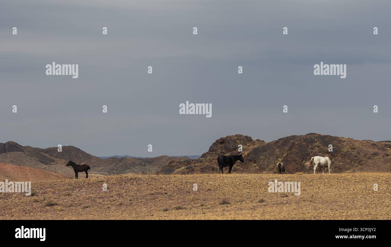 Piccola mandria di cavalli che vagano liberi nel deserto paesaggio kazako con colline ondulate e pianure aperte Foto Stock