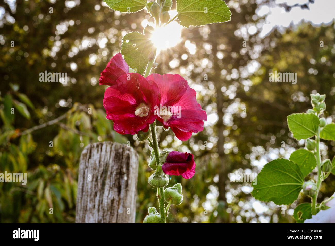 l'uncino rosso fiorisce al sole estivo Foto Stock